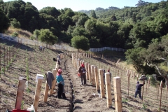 Posts, Plants and Irrigation