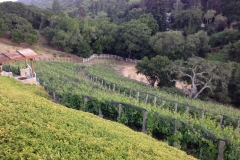 The Picture of Vigor