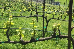 March - Soon after budbreak