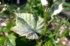 April - A leading petiole