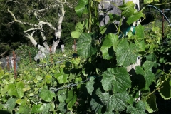 May - Vigorous growth