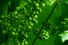 June - Preflowering clusters