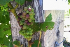 August - Veraison