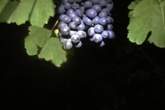 September - Ripe for harvest