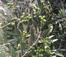 August - Green fruit