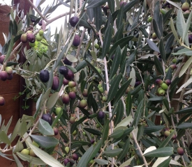 September/October - Veraison